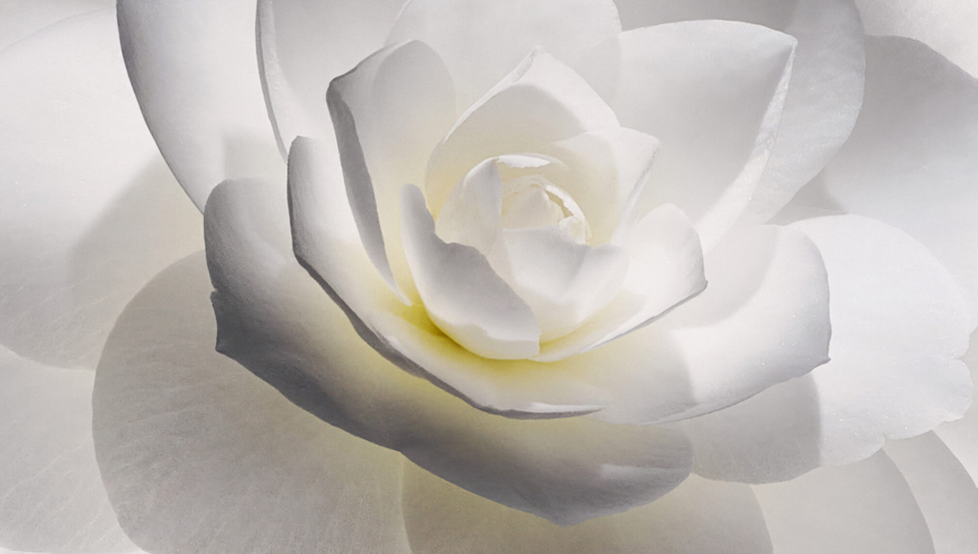 Regenerative Esthetics