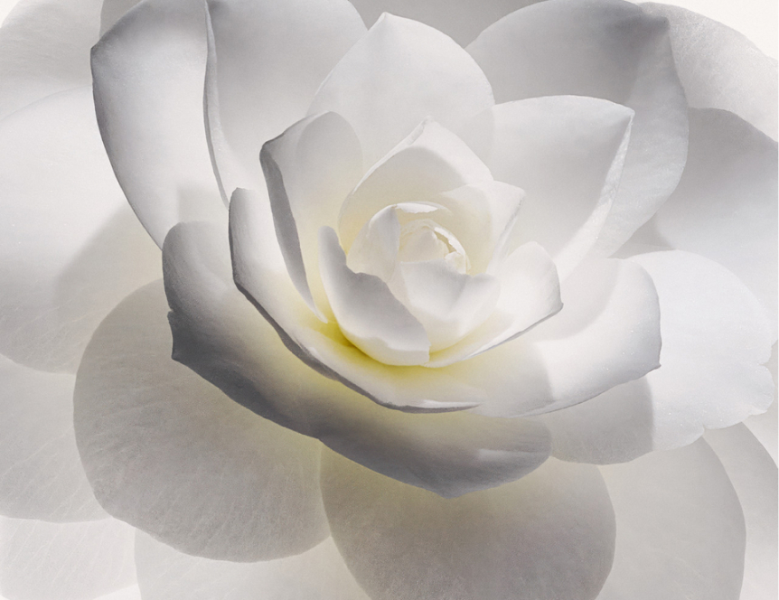 Regenerative Esthetics